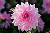 DAHLIA PEARL OF HEEMSTEDE