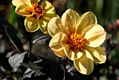 DAHLIA YELLOW HAMMER