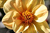 DAHLIA YELLOW HAMMER