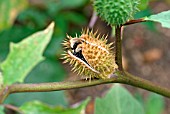 DATURA STRAMONIUM