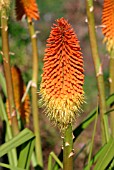 KNIPHOFIA LINEARIFOLIA