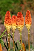 KNIPHOFIA LINEARIFOLIA