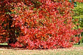 NYSSA SYLVATICA WISLEY BONFIRE