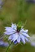 NIGELLA DAMASCENA PERSIAN JEWELS