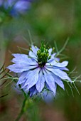 NIGELLA DAMASCENA PERSIAN JEWELS