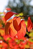 NYSSA SYLVATICA WISLEY BONFIRE