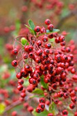 PYRACANTHA COCCINEA LALANDEI