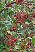 PYRACANTHA COCCINEA LALANDEI