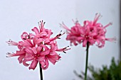 NERINE STEPHANIE