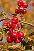 MALUS RED SENTINEL