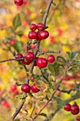 MALUS RED SENTINEL