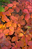 COTINUS GRACE