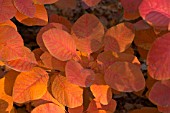 COTINUS GRACE