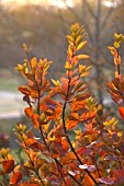 COTINUS FLAME