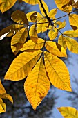 CARYA OVATA FRAXINIFOLIA