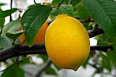 CITRUS X MEYERI MEYERLEMON