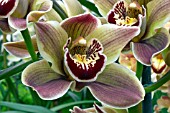 CYMBIDIUM MAGNA CHARTA, RAJAH