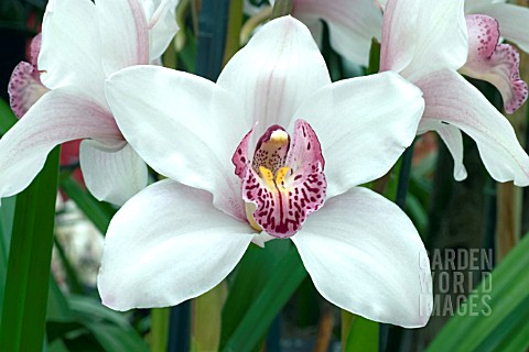 CYMBIDIUM_FANCY_FREE__VALERIE