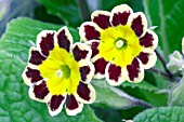 PRIMULA,  PRIMROSE,  GOLD LACED GROUP