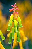 LACHENALIA ALOIDES VAR. QUADRICOLOR