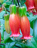 KALANCHOE MANGINI , TRIPLOIDEA