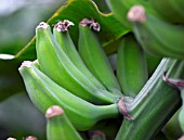 MUSA ACCUMINATA, DWARF CAVENDISH