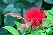 CALLIANDRA HAEMATOCEPHALA