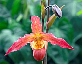 ORHID,  PHRAGMIPEDIUM SARGEANT ERIC