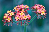 KALANCHOE VELUTINA,  WITH YELLOW TO PINK FLOWERS