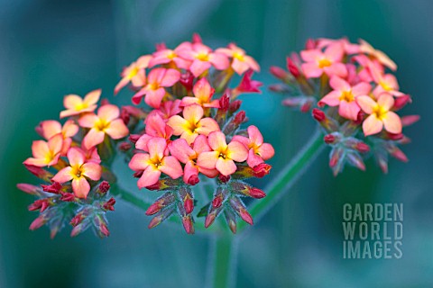 KALANCHOE_VELUTINA__WITH_YELLOW_TO_PINK_FLOWERS