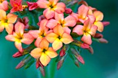 KALANCHOE VELUTINA,  WITH PINK TO YELLOW FLOWERS