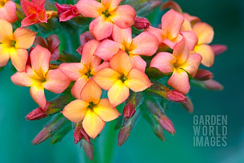 KALANCHOE_VELUTINA__WITH_PINK_TO_YELLOW_FLOWERS