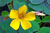 OXALIS VULCANICOLA,  SINGLE YELLOW FLOWER.