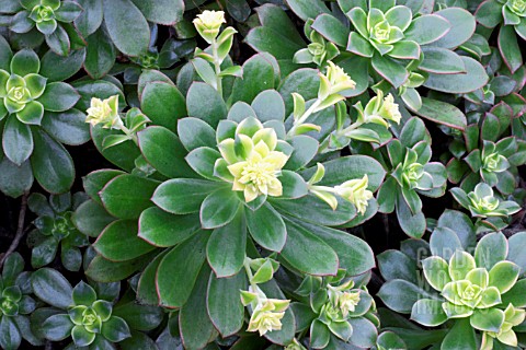 AEONIUM_HOWORTHII_VARIEGATUM