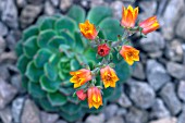 ECHEVERA DEROSA HERTBLUT, FLOWER SPIKE