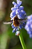 BOMBYLIUS MAJOR ON GRAPE HYACINTH,  BEE FLY.