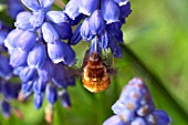 BOMBYLIUS MAJOR ON GRAPE HYACINTH,  BEE FLY.