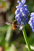 BOMBYLIUS MAJOR ON MUSCARI,  GRAPE HYACINTH,  BEE FLY.