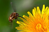 BOMBYLIUS MAJOR ON TARAXACUM OFFICINALE,  DANDELION,  BEE FLY.