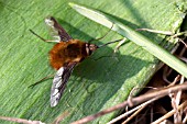 BOMBYLIUS MAJOR, BEE FLY,