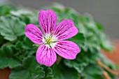 ERODIUM X VARIABILE BISHOPS FORM