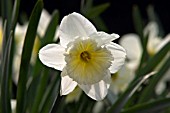 NARCISSUS ICE FOLLIES