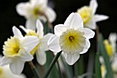 NARCISSUS ICE FOLLIES