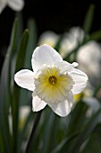 NARCISSUS ICE FOLLIES