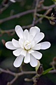 MAGNOLIA STELLATA,  SINGLE BLOOM,