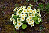 PRIMULA VULGARIS WITH MOSS