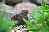 YOUNG BLACKBIRD,  TURDUS MERULA,