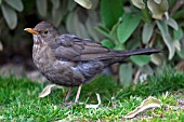 YOUNG BLACKBIRD,  TURDUS MERULA,