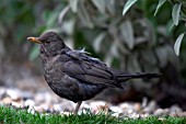 YOUNG BLACKBIRD,  TURDUS MERULA,