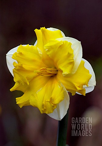 NARCISSUS_GAMAY